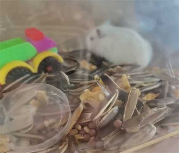 新手养仓鼠？这十大禁忌一定要避开！轻松养宠指南来啦～