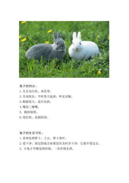 兔子的生活习性及特征介绍