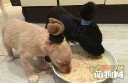 教你给狗狗做饭的8大原则，你就是狗狗的五星大厨