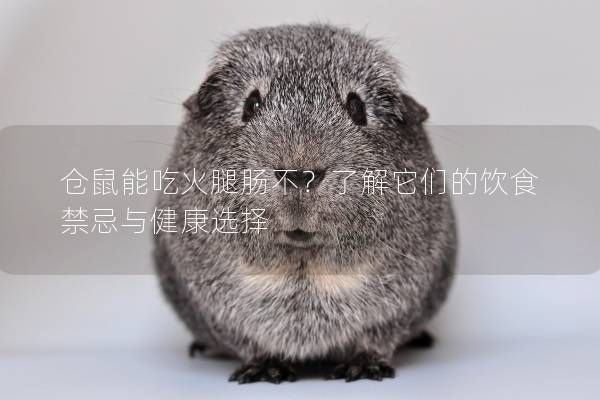 仓鼠能吃火腿肠不？了解它们的饮食禁忌与健康选择