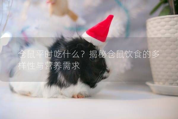 仓鼠平时吃什么？揭秘仓鼠饮食的多样性与营养需求