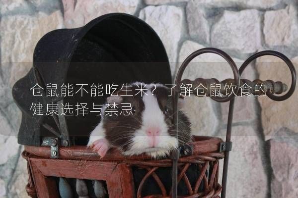 仓鼠能不能吃生米？了解仓鼠饮食的健康选择与禁忌