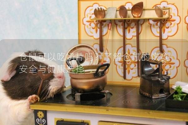 仓鼠可以吃奶片吗？了解仓鼠的饮食安全与健康选择
