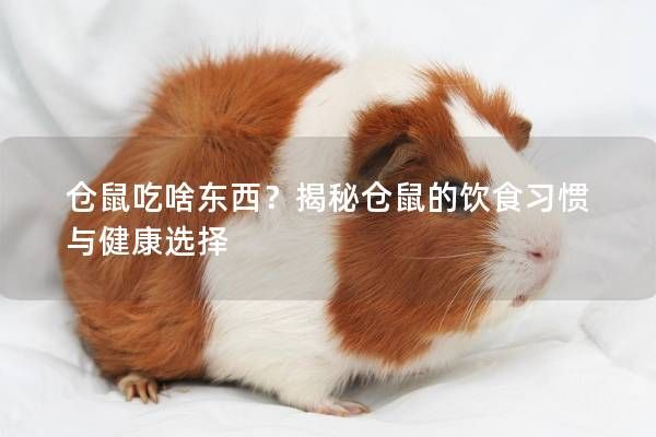 仓鼠吃啥东西？揭秘仓鼠的饮食习惯与健康选择