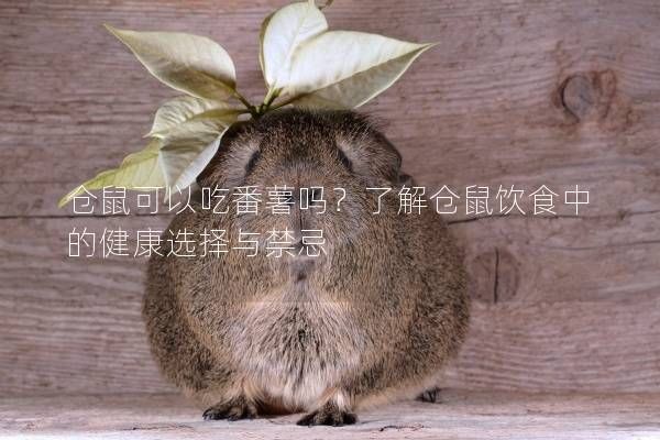 仓鼠可以吃番薯吗？了解仓鼠饮食中的健康选择与禁忌