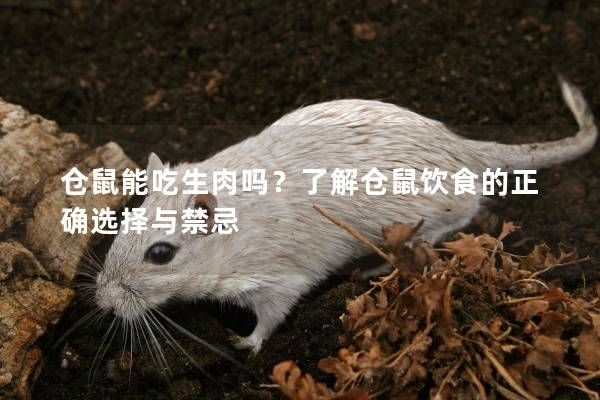 仓鼠能吃生肉吗？了解仓鼠饮食的正确选择与禁忌
