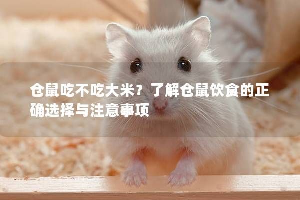 仓鼠吃不吃大米？了解仓鼠饮食的正确选择与注意事项