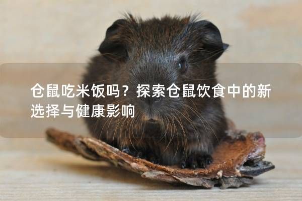 仓鼠吃米饭吗？探索仓鼠饮食中的新选择与健康影响