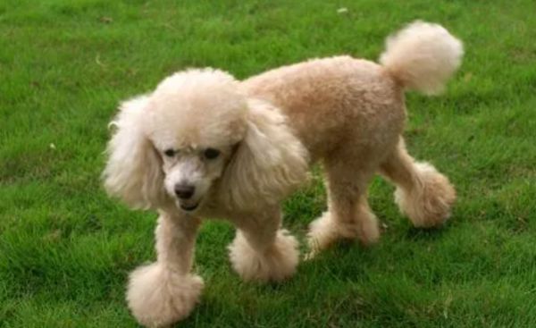 来看，贵宾犬的美容方法和造型设计方法？