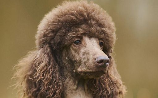 来看，贵宾犬的美容方法和造型设计方法？
