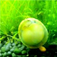 网友昵称：南昌水族批发市场