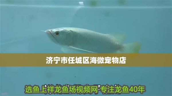 济宁市任城区海微宠物店 全国水族馆企业名录 第1张