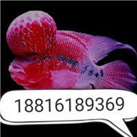 网友昵称：芜湖水族批发市场