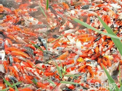 凯聚淡水鱼苗养殖批发·锦鲤红鲫鱼观赏鱼花鲢苗白鲢苗鳜鱼苗鲈鱼苗草鱼苗鲤鱼苗武昌泥鳅苗放生鱼