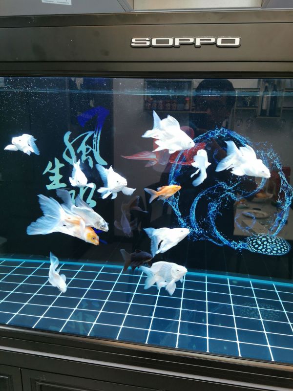 攀枝花水族馆:找到原因了（原来是摄像头模糊,鱼友怎么评论的========） 观赏鱼论坛 第1张