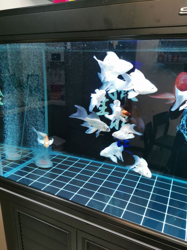 攀枝花水族馆:找到原因了（原来是摄像头模糊,鱼友怎么评论的========） 观赏鱼论坛 第2张