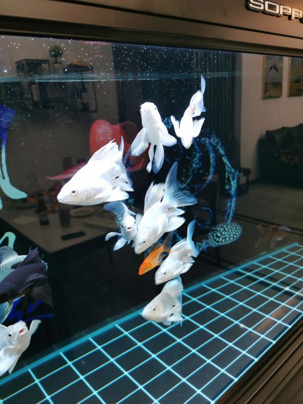 攀枝花水族馆:找到原因了（原来是摄像头模糊,鱼友怎么评论的========） 观赏鱼论坛 第3张