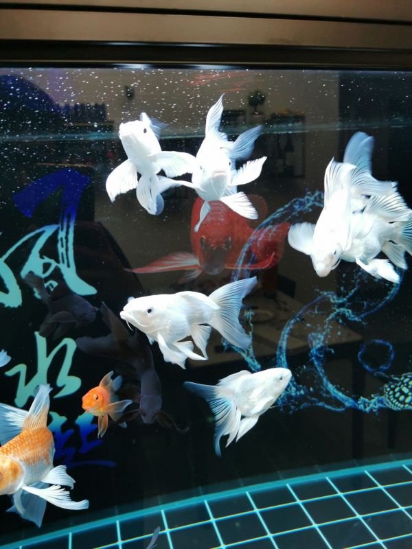 攀枝花水族馆:找到原因了（原来是摄像头模糊,鱼友怎么评论的========） 观赏鱼论坛 第4张