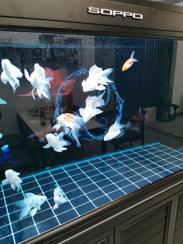 攀枝花水族馆:找到原因了（原来是摄像头模糊,鱼友怎么评论的========） 观赏鱼论坛 第5张