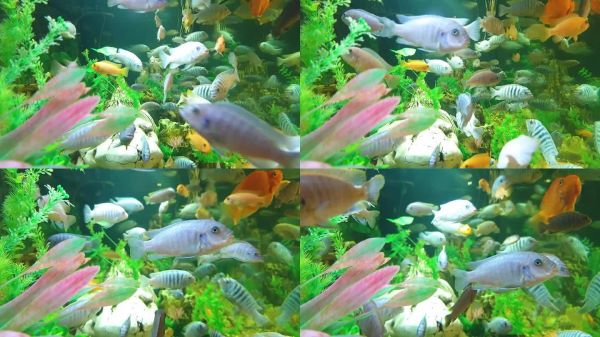 近距离观赏鱼多色游泳在一个大水族馆。宠物店里的奇异水族鱼。水族馆里的海洋景观