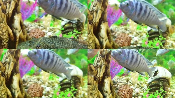 近距离观赏鱼多色游泳在一个大水族馆。宠物店里的奇异水族鱼。