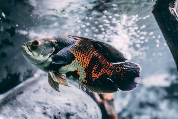 长沙观赏鱼水族馆哪家好点（长沙国庆亲子游好去处） 祥龙蓝珀金龙鱼 第1张