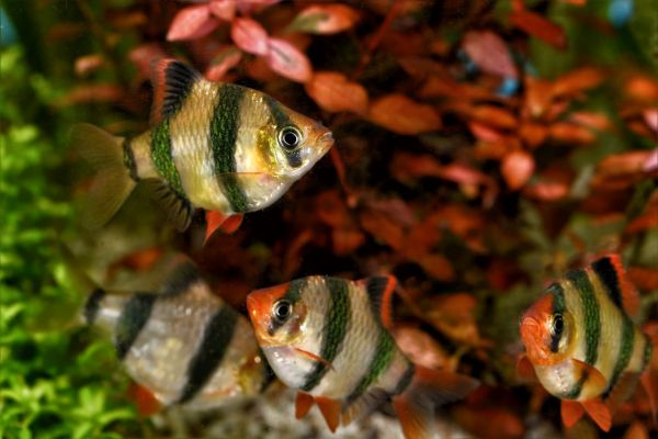 长沙观赏鱼水族馆哪家好点（长沙国庆亲子游好去处） 祥龙蓝珀金龙鱼 第2张