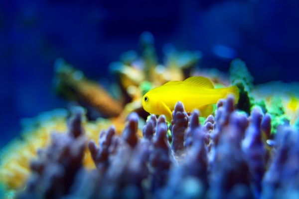 长沙观赏鱼水族馆哪家好点（长沙国庆亲子游好去处） 祥龙蓝珀金龙鱼 第3张