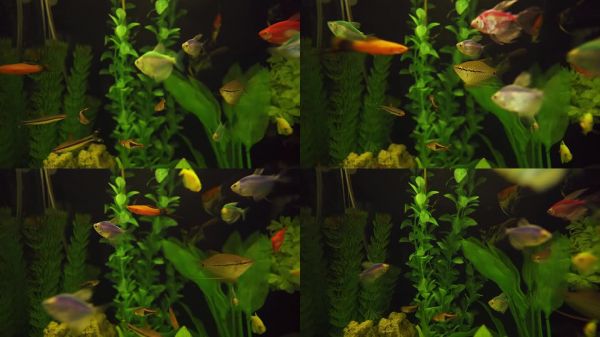 许多观赏鱼在一个有许多藻类的美丽水族馆里游泳。五彩可爱的宠物鱼。