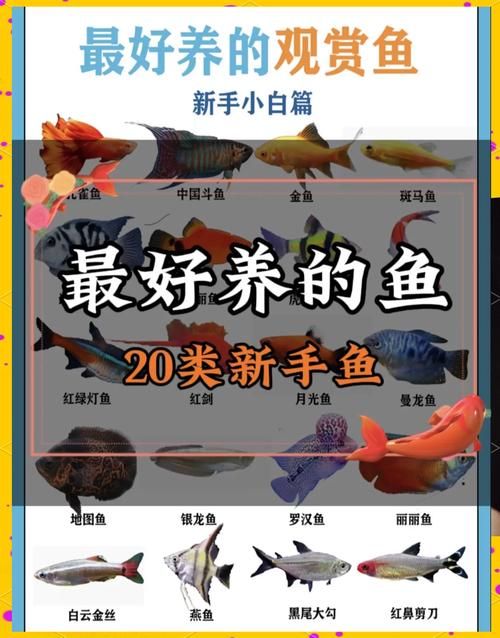 南通市哪里卖观赏鱼