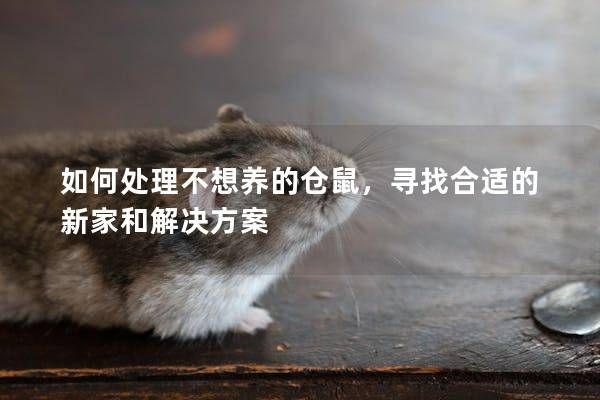 如何处理不想养的仓鼠，寻找合适的新家和解决方案