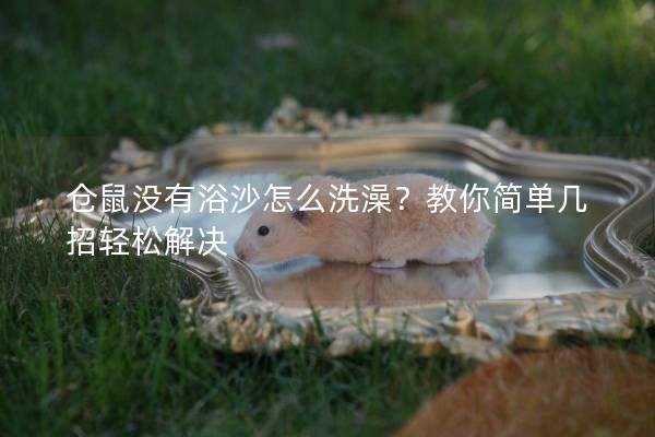 仓鼠没有浴沙怎么洗澡？教你简单几招轻松解决