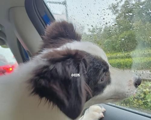 如何让宠物狗狗安全又舒适地坐车？（注意事项、安全设备、车内环境、长途旅行、心理疏导）