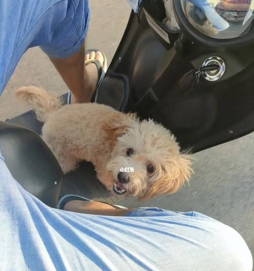 如何让宠物狗狗安全又舒适地坐车？（注意事项、安全设备、车内环境、长途旅行、心理疏导）