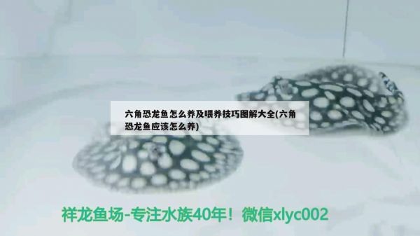 龙鱼蝴蝶鲤（蝴蝶鲤（蝴蝶鲤）养殖方法和注意事项（龙鱼蝴蝶鲤养殖方法和注意事项） 红龙鱼鱼粮饲料 第2张