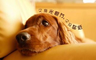 狗狗美味点心,营养健康食谱分享。