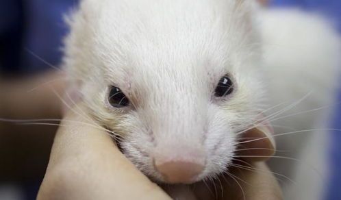 中国养宠物雪貂犯法吗
