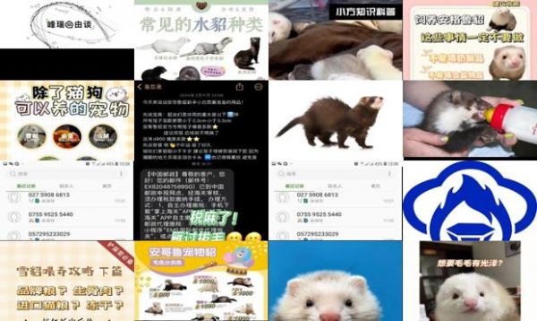 宠物貂吃什么怎么喂养