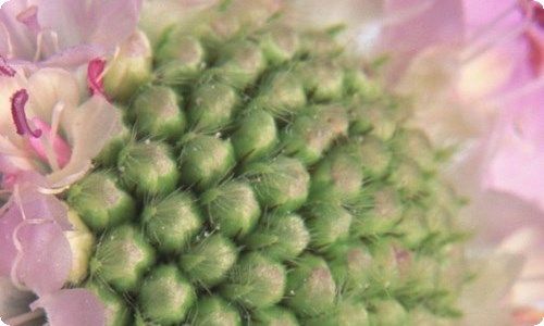 狗狗的日记(5篇)