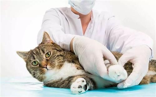 猫咪软件有哪些?如何轻松管理宠物生活?