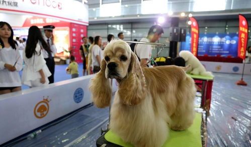萌宠高清壁纸,萌态可掬宠物图