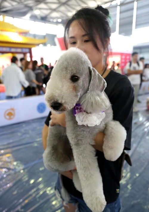 萌宠高清壁纸,萌态可掬宠物图