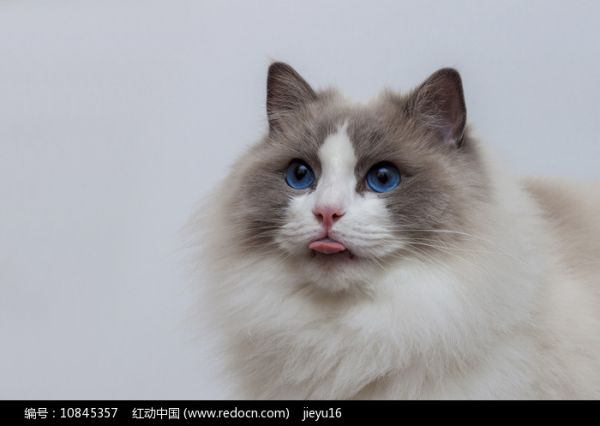 布偶猫微吐舌萌态图片