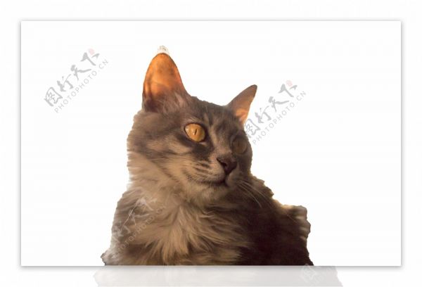 萌宠可爱的小猫咪