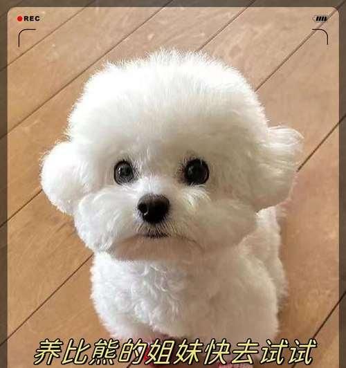 比熊怀孕期间狗粮喂食的注意事项是什么？