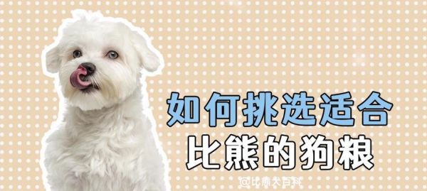 比熊怀孕期间狗粮喂食的注意事项是什么？