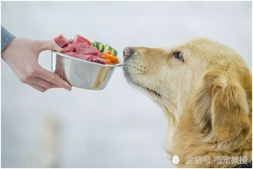 过量喂狗粮,孕期狗狗易肥胖。