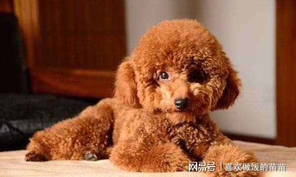 孕期泰迪饮食调养指南