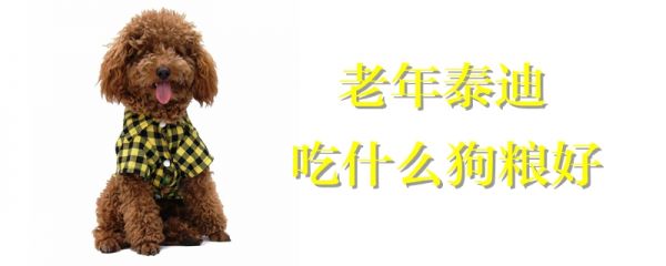老年泰迪吃什么狗粮好