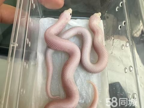 上饶宠物赠送/领养·土狗免费赠养